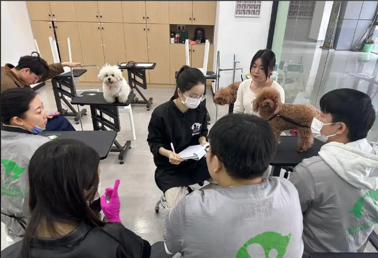 南阳市宠物美容培训学校宠物美容培训学校 - 方案